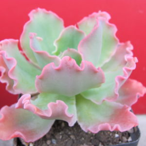 Echeveria  Blue Curls