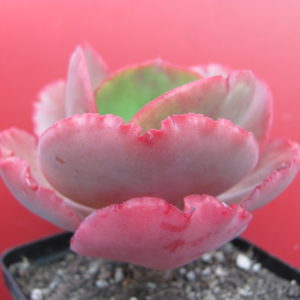 Echeveria Fire Light