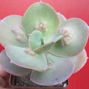 Echeveria   Paul Bunyan