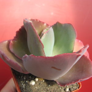 Echeveria    Raggamuffin