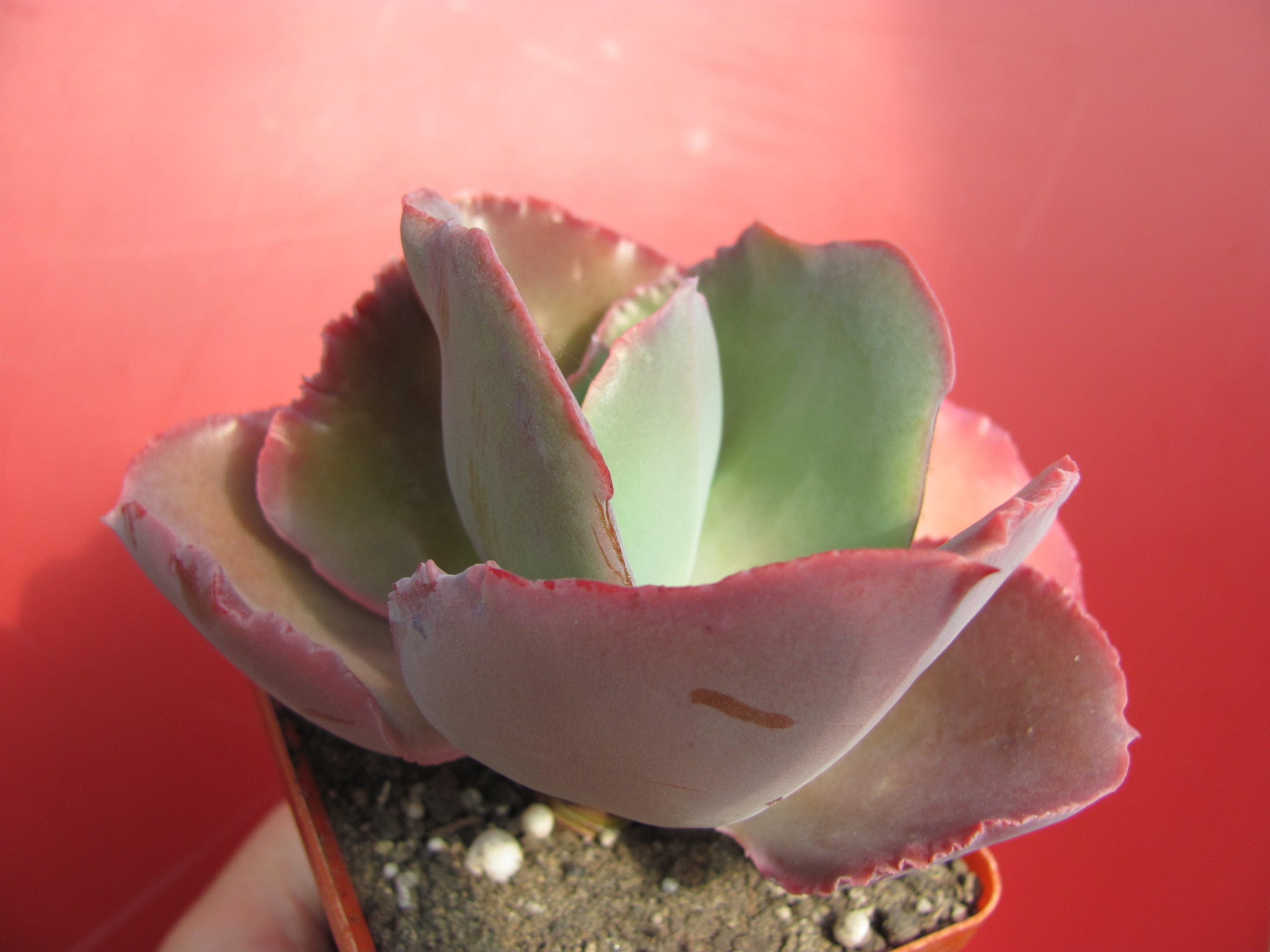 Echeveria Raggamuffin
