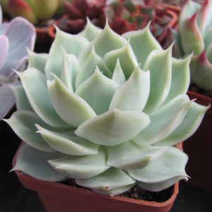 Echeveria  Laguna  Sanchez  hybr.