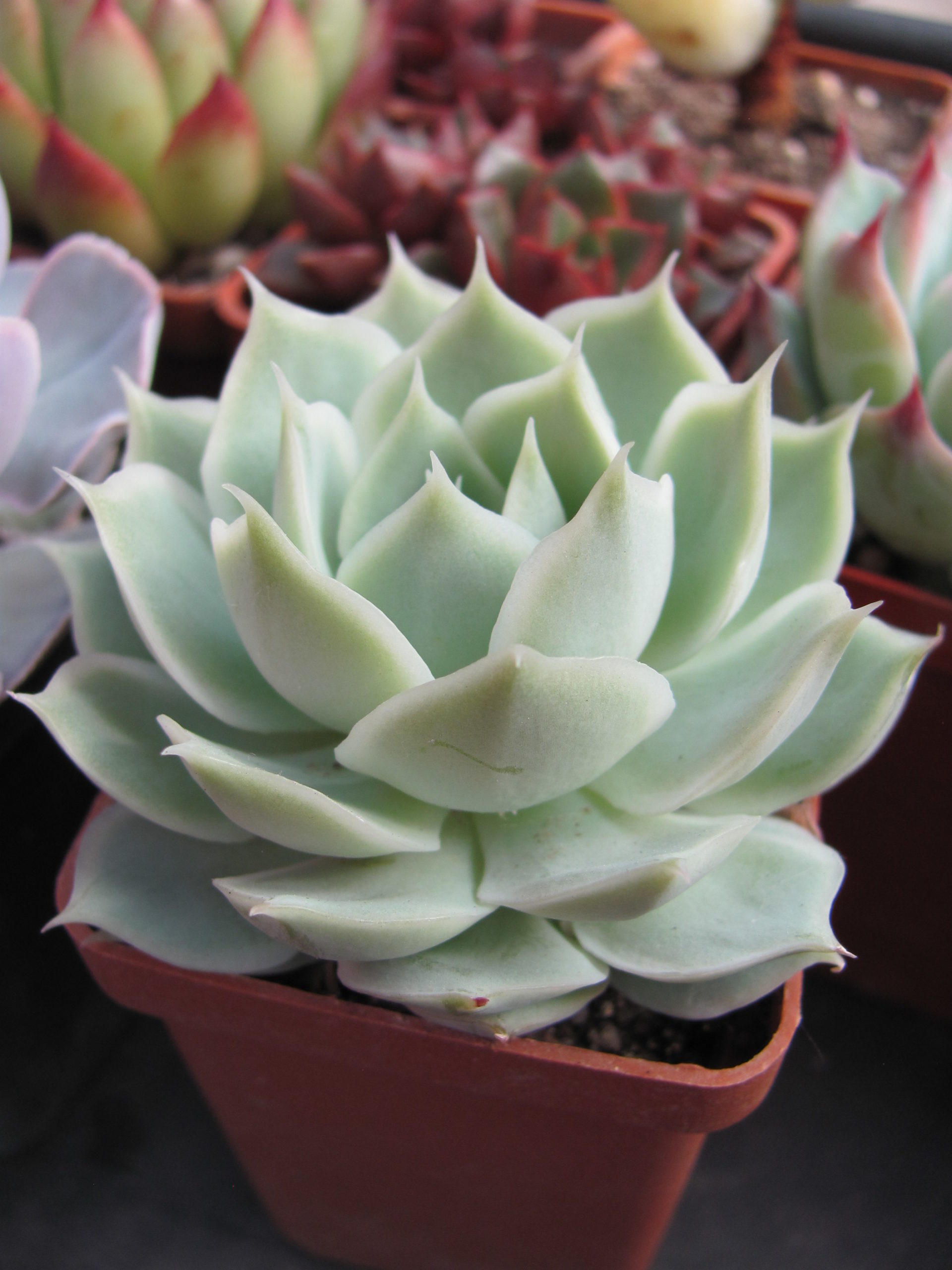 Echeveria Laguna Sanchez hybr.