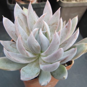 Echeveria  craigiana   Chihuahua