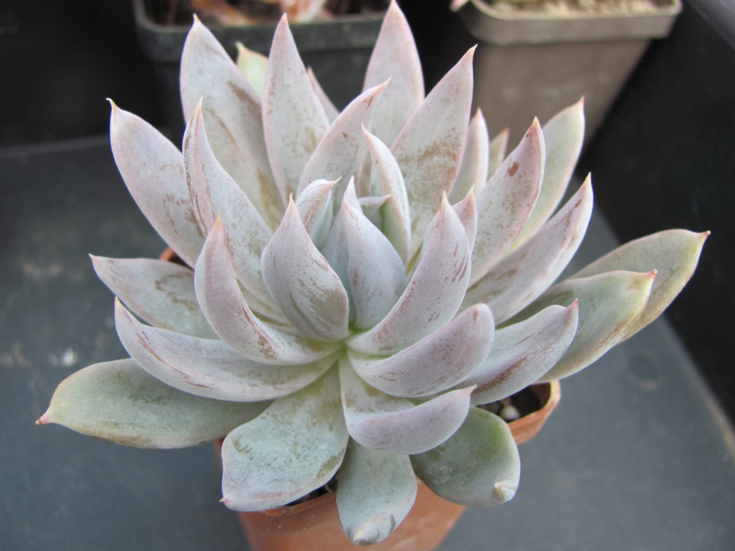 Echeveria craigiana Chihuahua