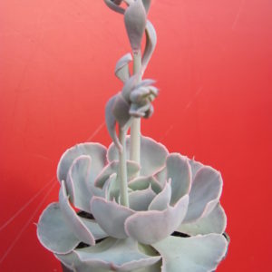 Echeveria    shaviana