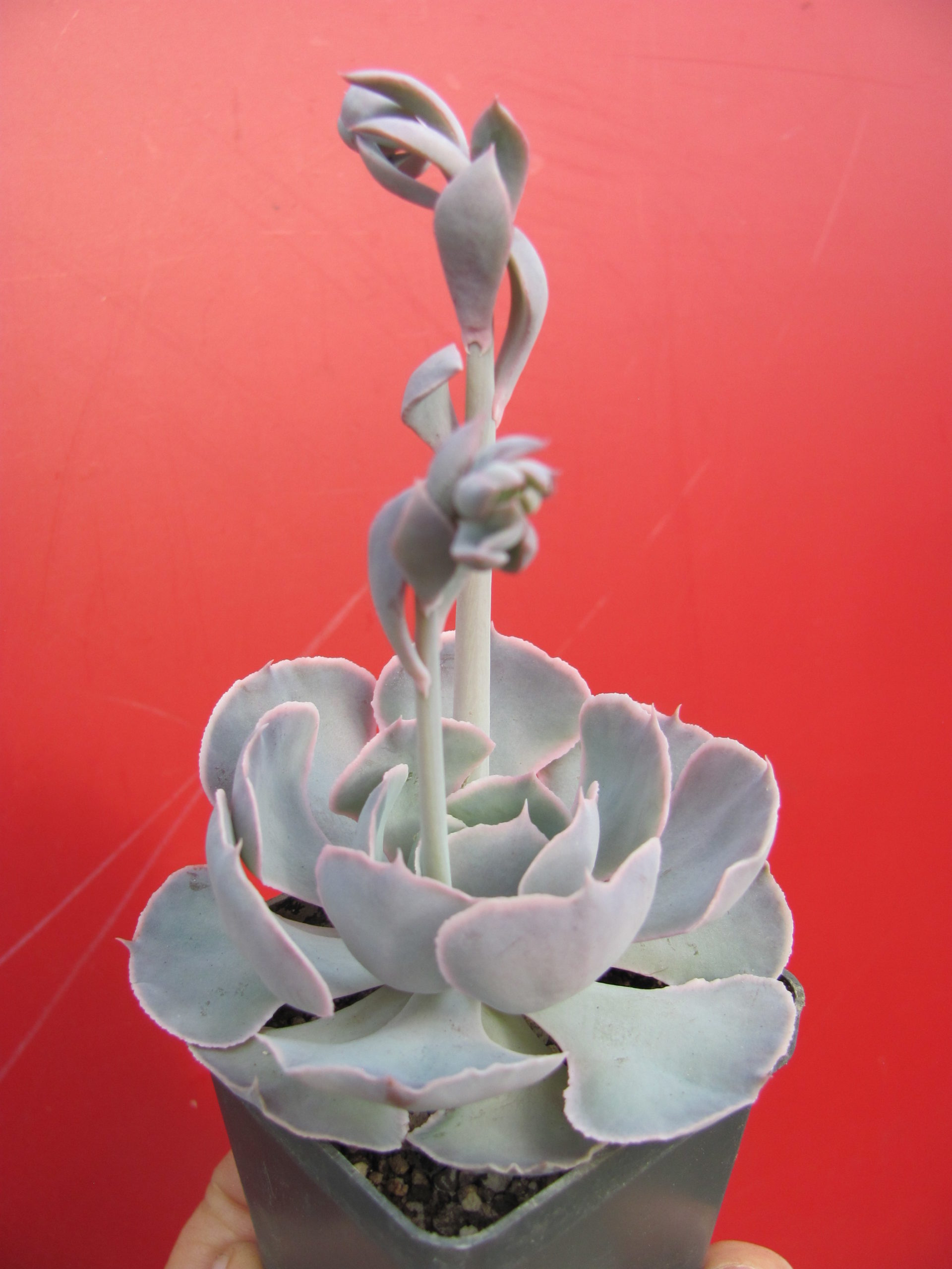 Echeveria shaviana