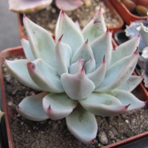 Echeveria  cuspidata  Menchaca