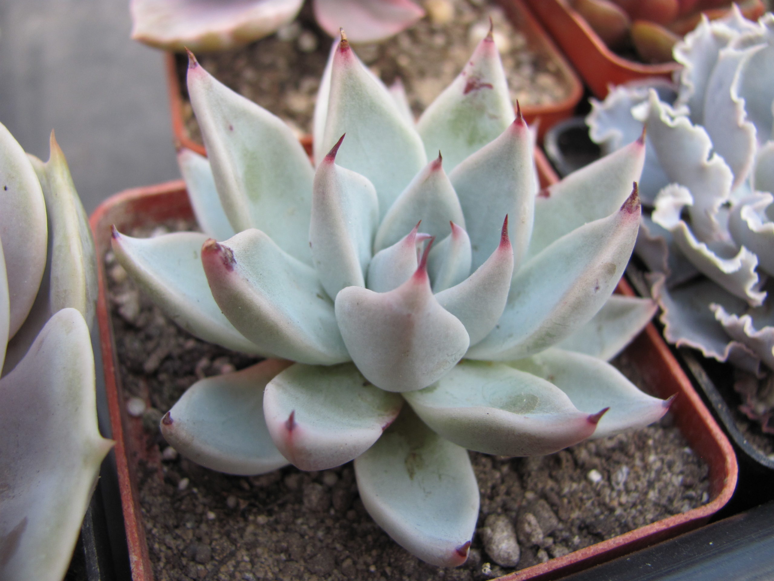 Echeveria cuspidata Menchaca