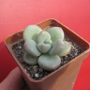 Echeveria  Bill Gates