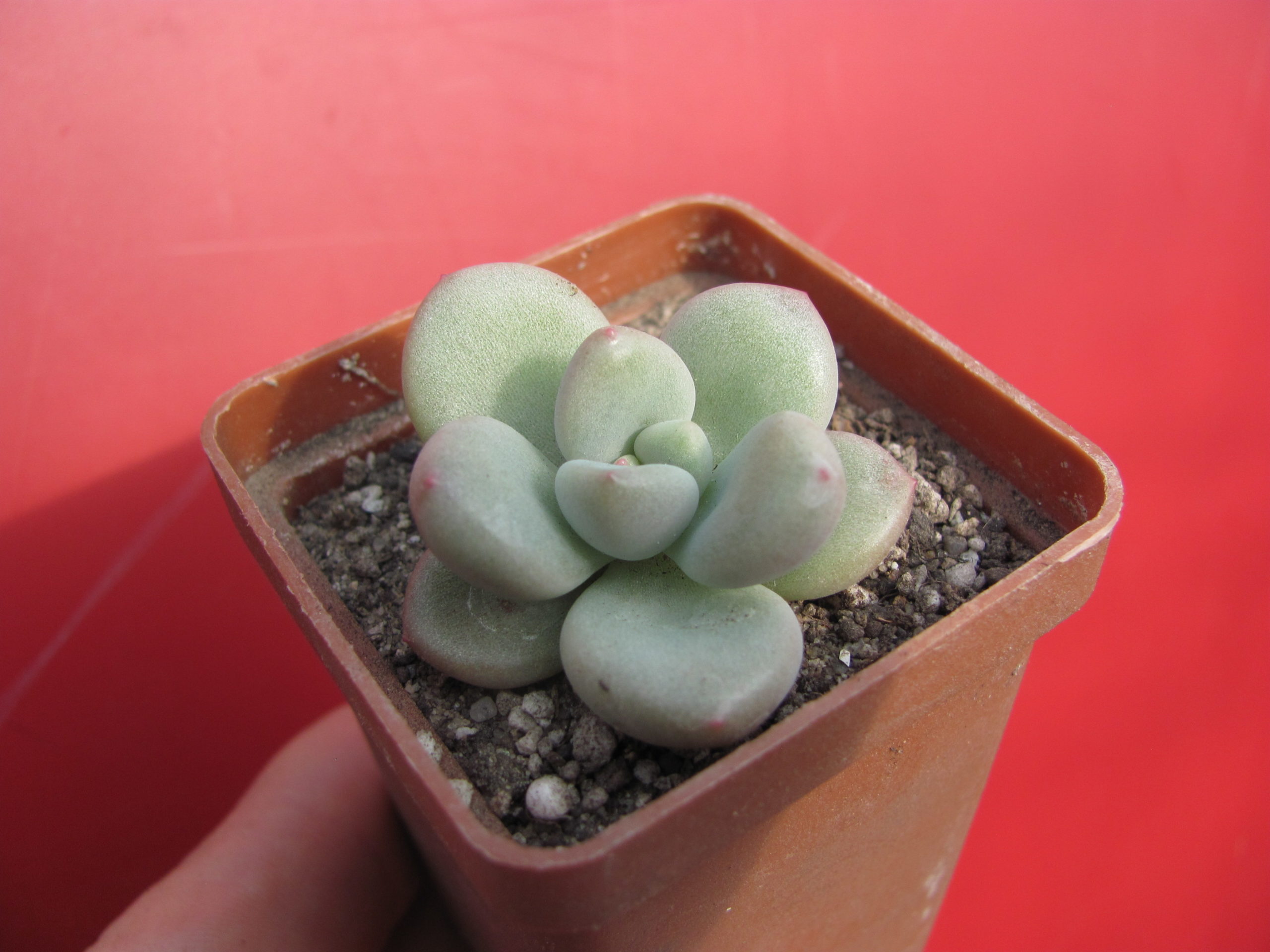 Echeveria Bill Gates