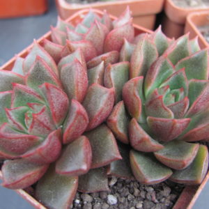 Echeveria    purpusorum hybr.