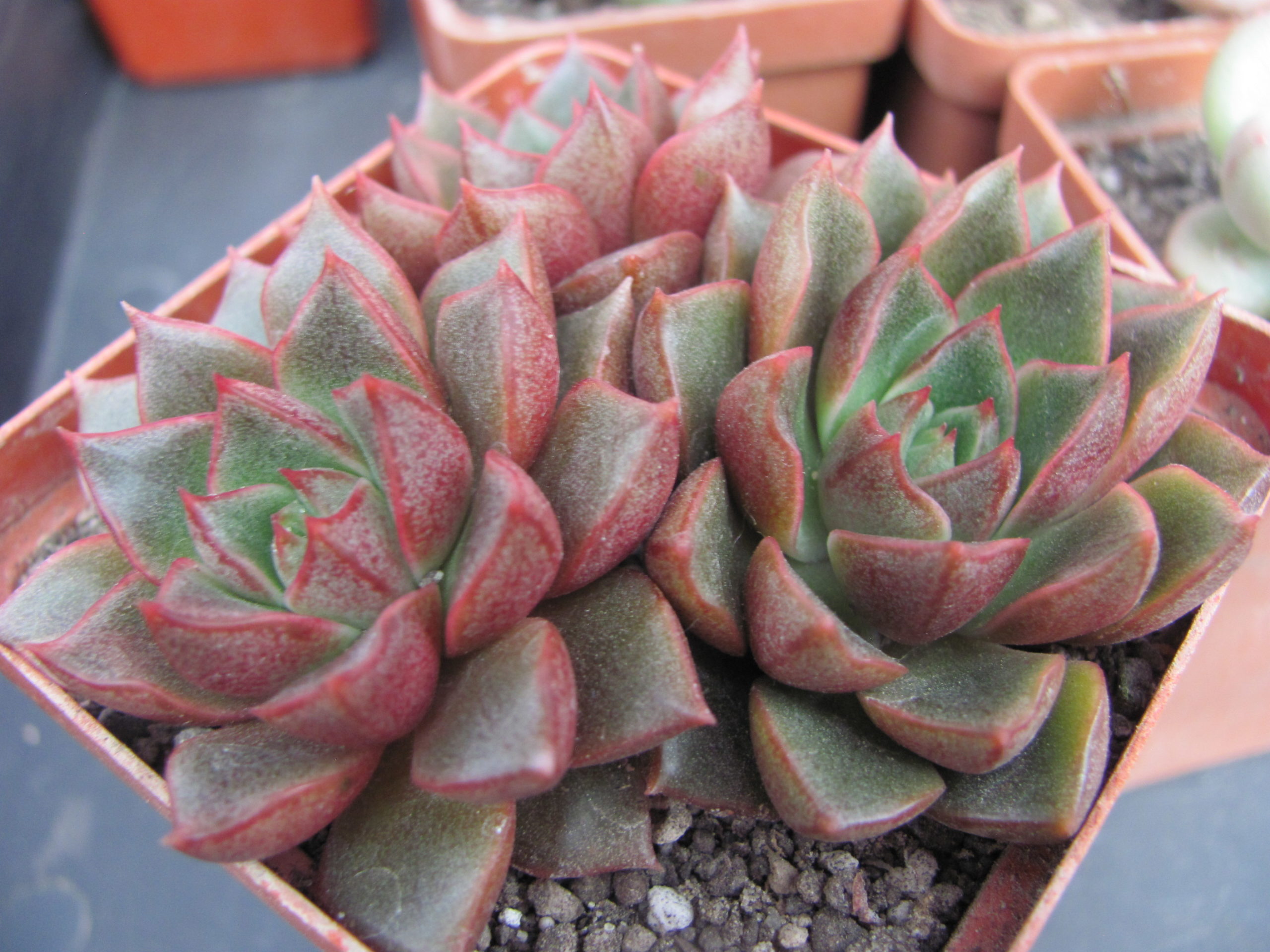 Echeveria purpusorum hybr.