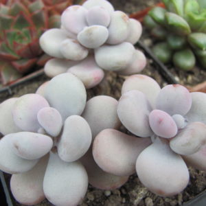 Pachyphytum  Pink   3 разом