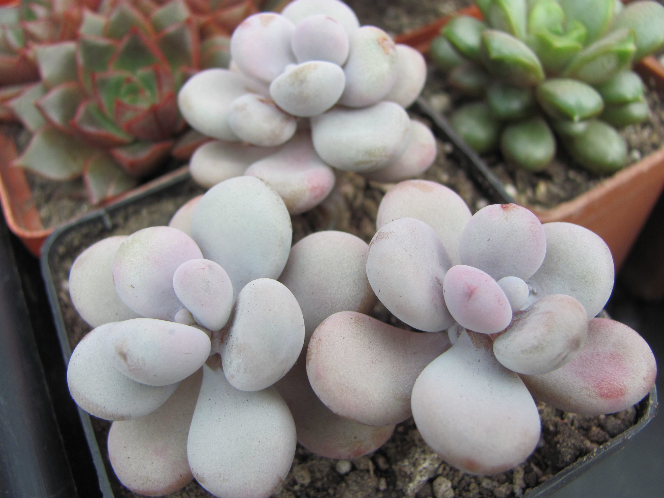 Pachyphytum Pink 3 разом