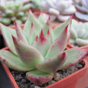 Echeveria  Romeo  x  Rubin