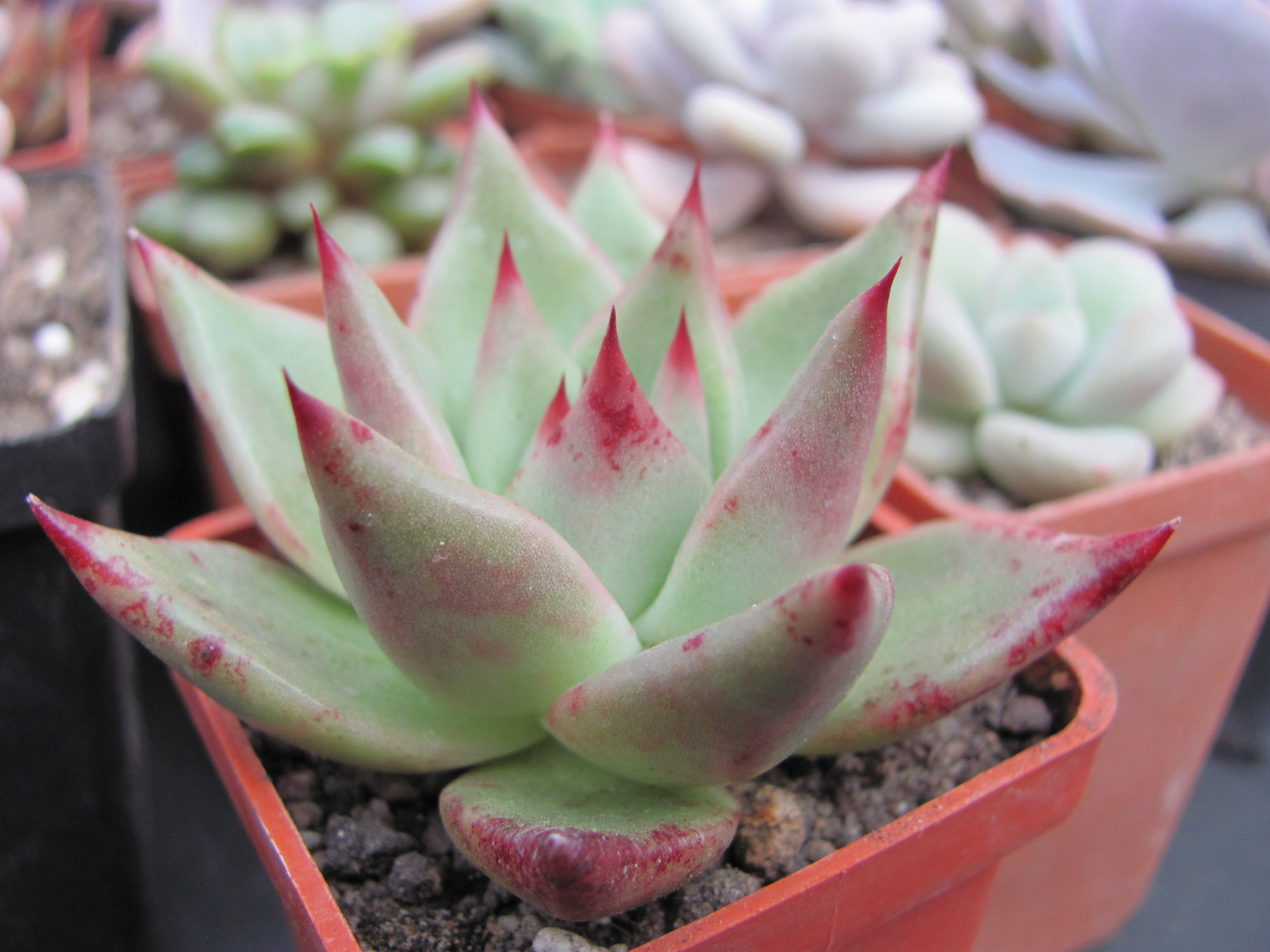 Echeveria Romeo x Rubin