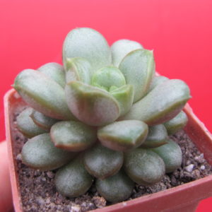 Echeveria    amethorum