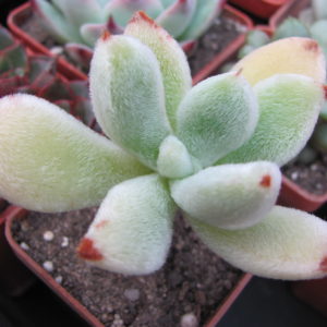 Echeveria  leucotricha