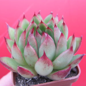 Echeveria  Christmas