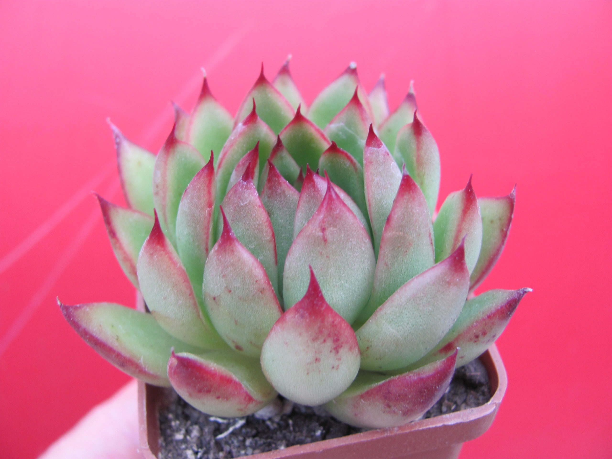 Echeveria Christmas