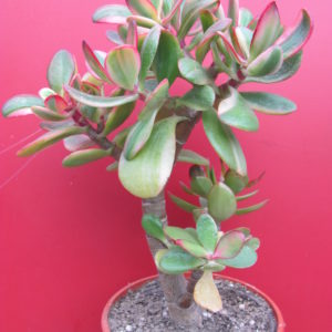 Crassula  Hummels Sunset variegata