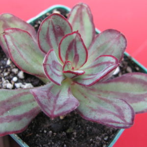 Echeveria  Nodulosa