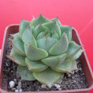 Echeveria  Fabiola