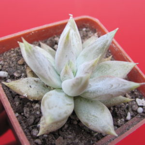 Echeveria    tolimanensis