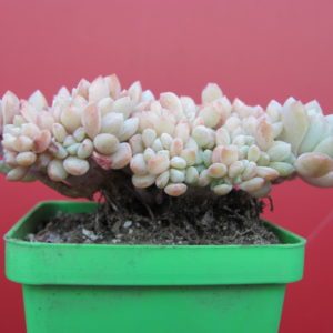 Echeveria  glauca cristata
