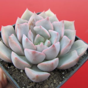 Echeveria  hybr.     #29