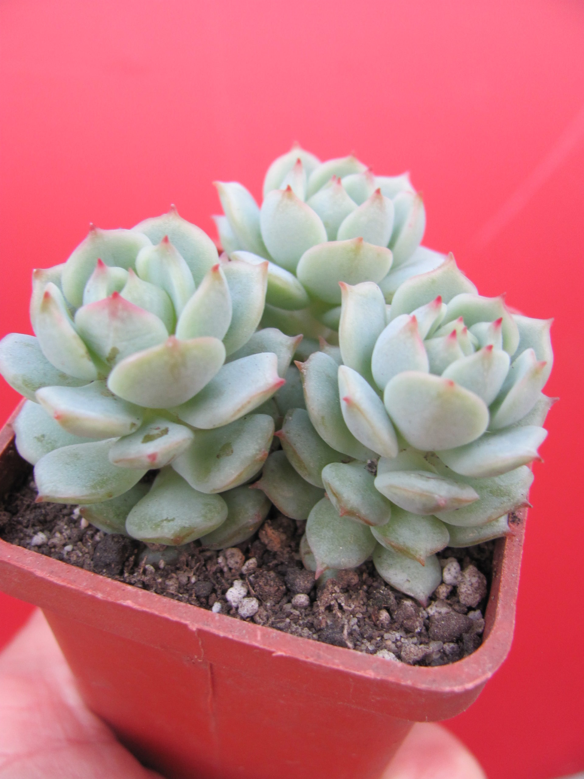 Echeveria derenbergii