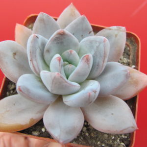 Echeveria   Brumes