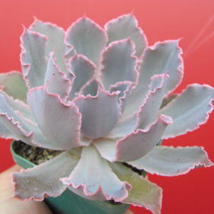Echeveria    Neon  Breakers