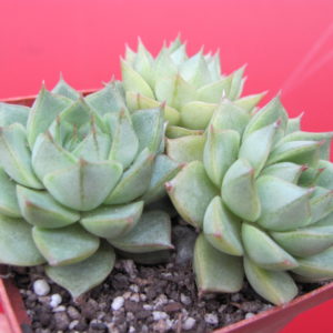 Echeveria  Fabiola      3 разом