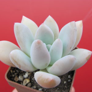 Pachyveria  Opalina
