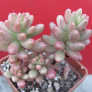 Sedum  Aurora