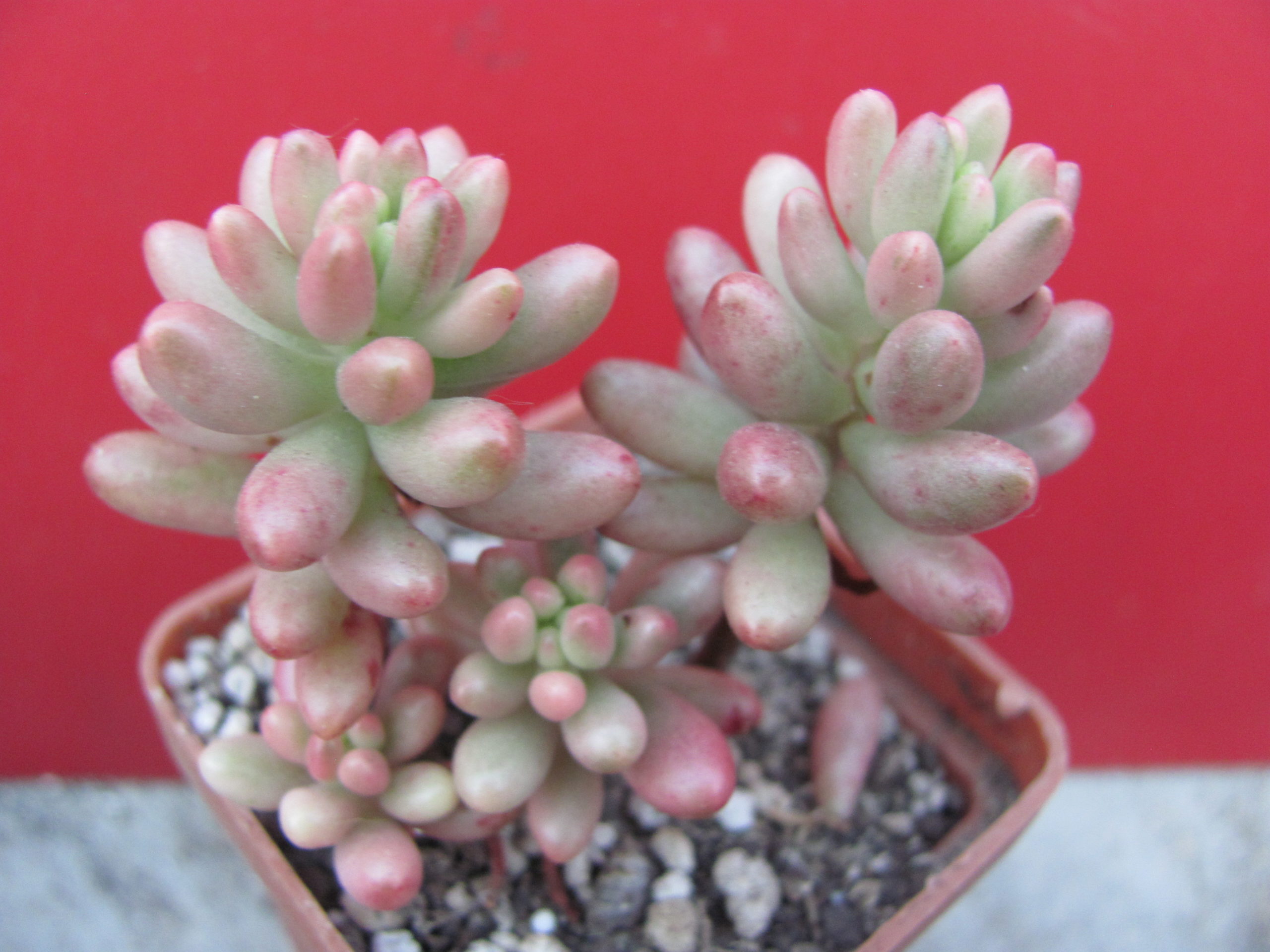 Sedum  Aurora