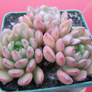 Echeveria   Bashful