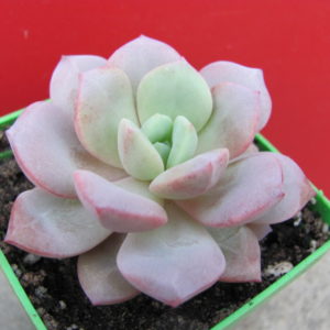 Echeveria    *Jelly  Jem*   Red