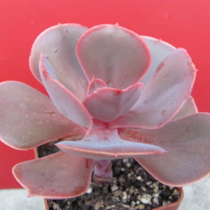 Echeveria   Bimbo