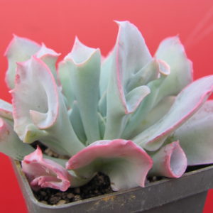 Echeveria    Trumpet  Pinky