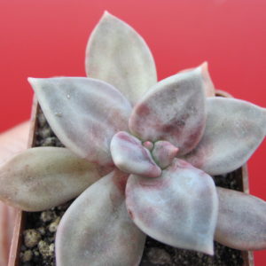 Echeveria   xichuensis