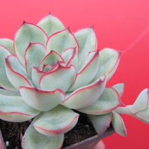 Echeveria    pulidonis