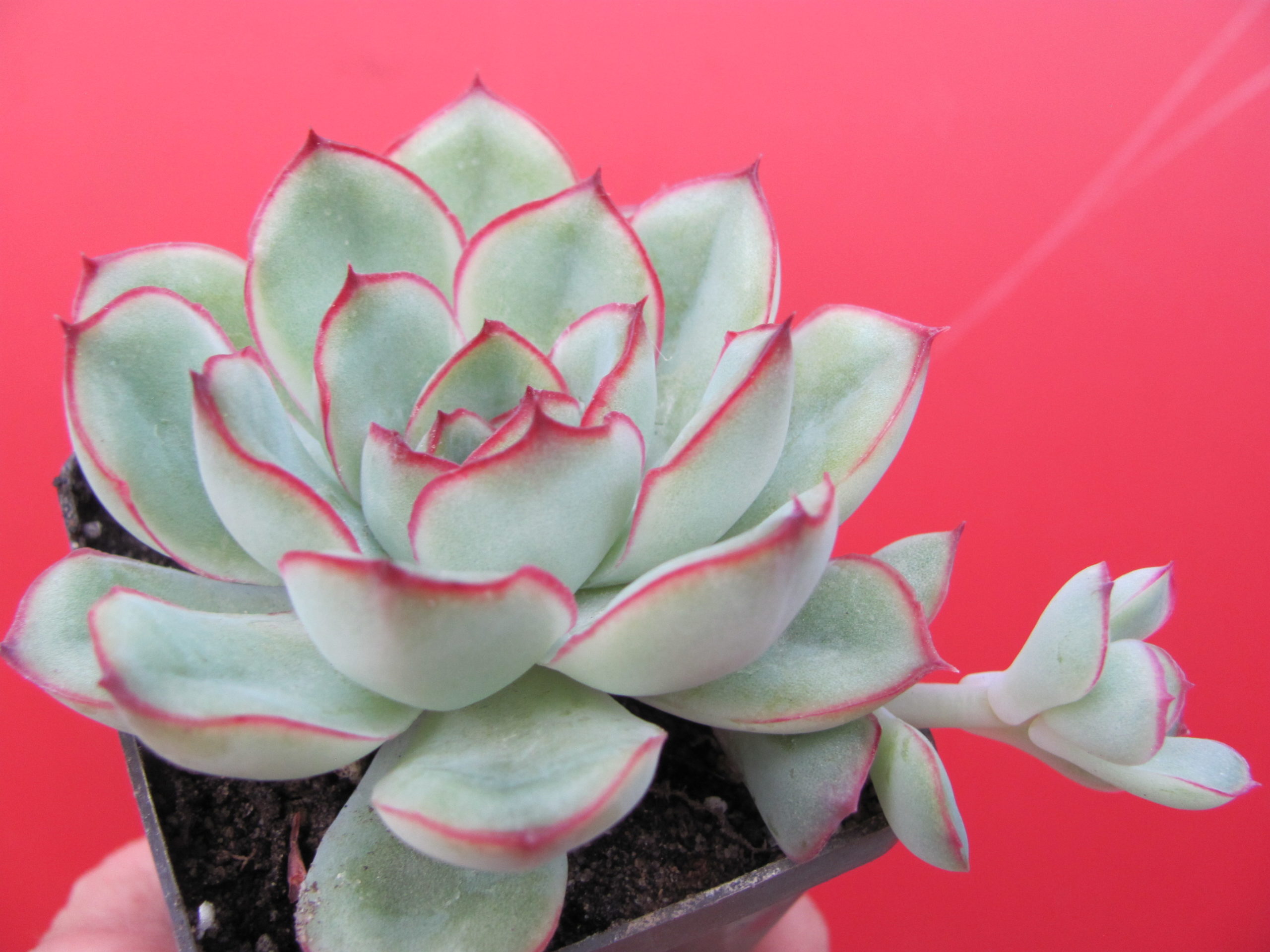Echeveria pulidonis