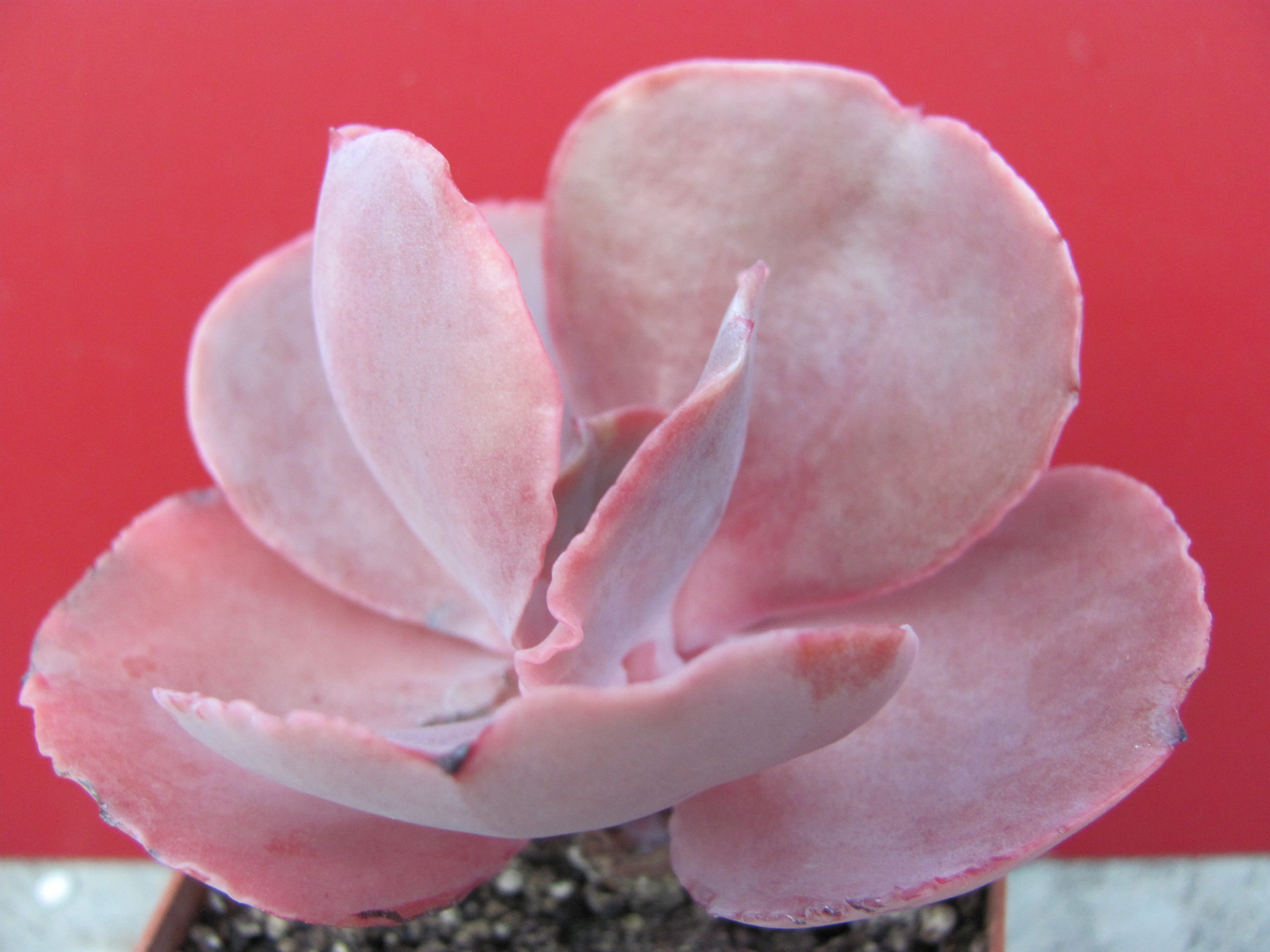 Echeveria Bittersweet