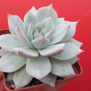Echeveria  Blue Bird