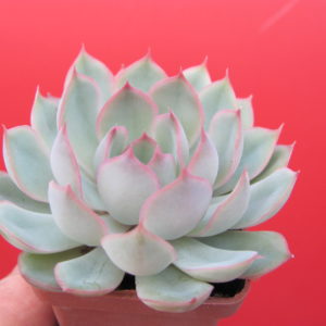 Echeveria  Orion