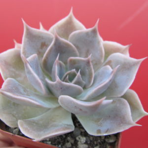 Echeveria   Linda Jane