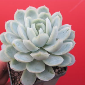 Echeveria  Snow  Ball